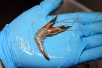 Phát hiện “quái vật” tôm hai đầu cực lạ