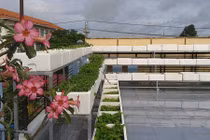 Vườn rau xanh mướt nuôi đủ cả nhà của bà mẹ 2 con