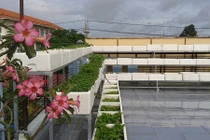 Vườn rau xanh mướt nuôi đủ cả nhà của bà mẹ 2 con