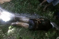 Giả thiết chấn động vụ trăn khổng lồ nuốt chửng người