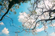 Mộc Châu xuân tình quyến rũ mùa hoa ban bung nở