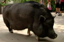 Bất ngờ lợn ỉ Việt Nam nổi tiếng ở Mỹ