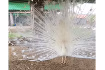 Nuôi con tiền tỷ: Kỳ dị nghề luyện công múa