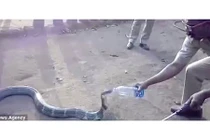 Lạnh người xem rắn hổ mang chúa xin nước dân vì khát