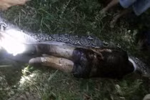 Giả thiết chấn động vụ trăn khổng lồ nuốt chửng người