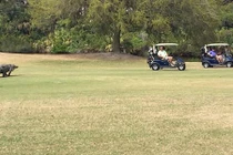 Suýt ngất khi thấy cá sấu bò lổm ngổm trong sân golf