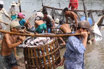 “Thương lái Trung Quốc xúi dân bỏ rau câu vào tôm“