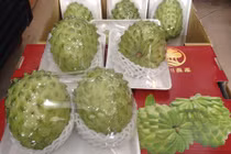 Mãng cầu Đài Loan khổng lồ "giá chát" gần 1 triệu đồng/quả