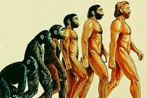 Vì sao loài người rụng đuôi tới 2 lần khi tiến hóa?