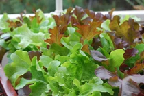 10 loại rau trồng ở cửa sổ, vừa để ăn vừa làm cảnh