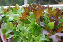 10 loại rau trồng ở cửa sổ, vừa để ăn vừa làm cảnh