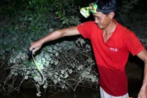 Trắng đêm theo chân “thợ săn” bắt cua trên sông Lam