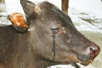 10 loài vật Đức Phật dạy tuyệt đối không được giết vì quả báo rất nặng