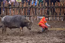 Những lần khán giả, công an chạy thục mạng né trâu chọi hung dữ