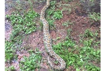 Trăn 3m đi nhờ hàng trăm cây số mà tài xế không biết