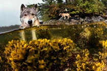 Sói biển quý hiếm bơi giỏi như rái cá