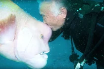 Cá khổng lồ 25 năm cho ân nhân ôm ấp, vuốt ve