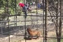 Cô gái liều mạng leo vào chuồng cọp nhặt nón