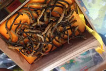 Sự thật về "tiên dược” đông trùng hạ thảo giá 40 triệu/kg