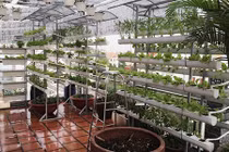 Vũ Thu Phương khoe vườn rau sạch trên sân thượng