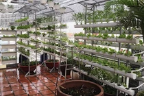 Vũ Thu Phương khoe vườn rau sạch trên sân thượng