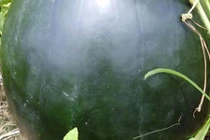 Cận cảnh quả dưa hấu có trọng lượng khủng 17kg ở Bạc Liêu