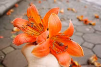 Tháng 3, ngắm hoa gạo nở đỏ rực giữa lòng thủ đô