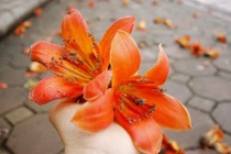 Tháng 3, ngắm hoa gạo nở đỏ rực giữa lòng thủ đô