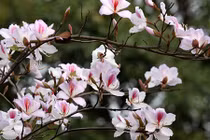 Hoa ban Tây Bắc khoe sắc tháng Ba