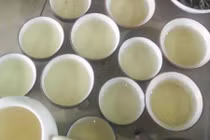 Vị thuốc quý của người Mông ở “sống khủng long” Tà Xùa