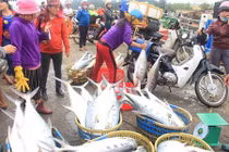 Ngư dân trúng mẻ cá lịch sử trị giá khoảng 5 tỷ đồng