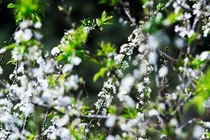 Ngẩn ngơ ngắm hoa mận Mộc Châu cuối mùa