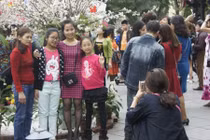 Lễ hội hoa anh đào HN: Anh đào Nhật kém sắc so với…hoa mận?