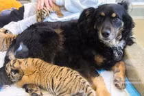 Kinh ngạc chứng kiến chó già nuôi dưỡng chúa sơn lâm