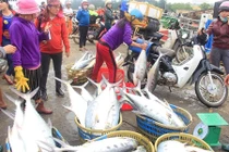 Ngư dân trúng mẻ cá lịch sử trị giá khoảng 5 tỷ đồng