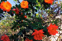 Khu vườn hoa tuyệt đẹp trong nhà Thúy Nga ở Mỹ