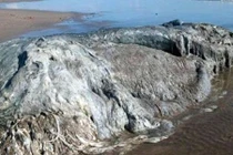 Quái thú khổng lồ dạt bờ liên tục, phải chăng đã tận thế?