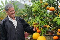 Cây ngũ quả ngày tết ghép 9 loại quả gây sốt ở Hà Nội