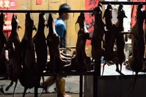 Dân Đài Loan có thể sẽ không được ăn thịt chó khoái khẩu