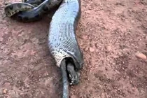 Khiếp vía nhìn cảnh trăn khổng lồ “ói” thức ăn 