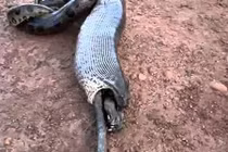 Khiếp vía nhìn cảnh trăn khổng lồ “ói” thức ăn 