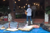 4 con cá siêu khủng “bơi” về Sài Gòn