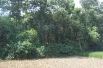 Tiếng cú kêu thê lương trong khu vườn tố cáo tội ác khủng khiếp