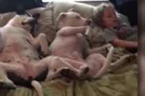 Cậu nhóc 2 tuổi “ru” chó ngủ bằng cách...kể chuyện