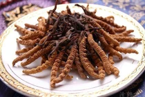 Choáng đông trùng hạ thảo 1,6 tỷ/kg, đại gia vẫn tranh nhau đặt mua