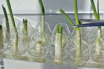 5 loại rau dễ trồng tại nhà mà lớn nhanh như thổi 