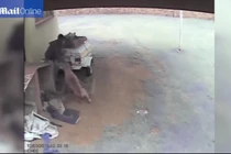 Tên trộm khổ sở đến tội nghiệp vì bị chó tấn công