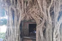 Kỳ bí ngôi miếu cổ được cây khổng lồ bao bọc hàng trăm năm