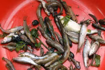 Cực độc cách bắt cá bằng...bã rượu