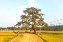 Ly kỳ cây gạo cổ “ma ám” ở Phú Thọ